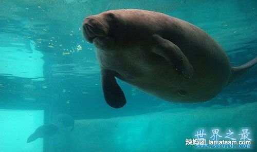 世界上寿命最长的海牛，目前寿命达67岁(www.gifqq.com)