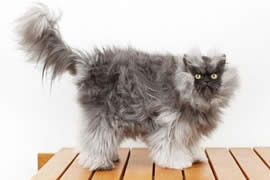 疯狂吉尼斯：世界上毛最长的猫(毛长22.87厘米)