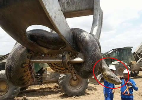 世界上最重的蛇，巴西炸出重1吨长10米巨蟒(视频)