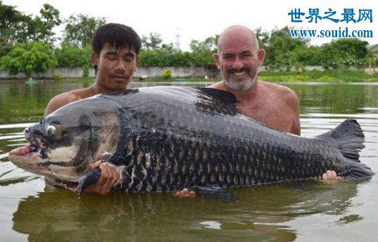 世界上最大的鲤鱼，重达200斤打破世界记录(www.gifqq.com)