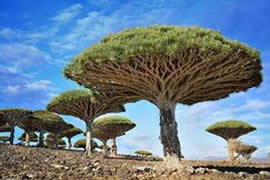 和树有关的吉尼斯世界纪录，最大的树叶长0.5米