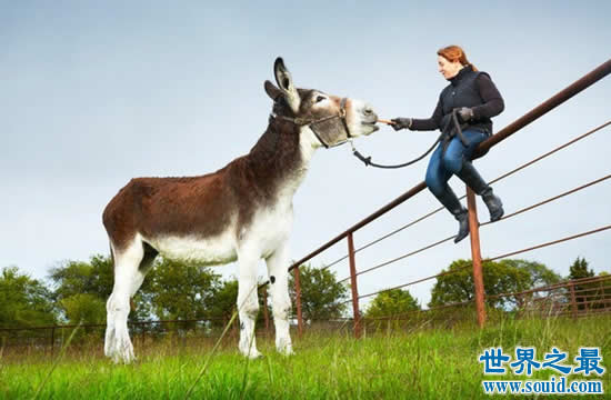 世界上最高最大的驴，身高达1.73米(寿命54岁)(www.gifqq.com)