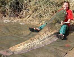 世界上最大的鲶鱼，长2.46米的巨型鲶鱼(重226斤)
