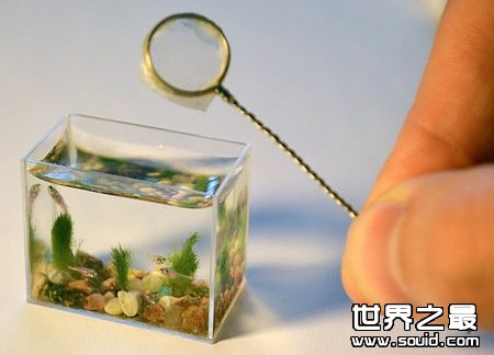 世界上最小的水族馆(www.gifqq.com)