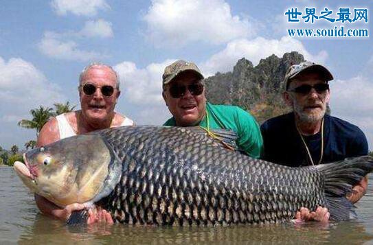 世界上最大的鲤鱼，重达200斤打破世界记录(www.gifqq.com)