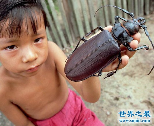 世界上最大的蚊子，华丽巨蚊(长达恐怖的0.4米)(www.gifqq.com)