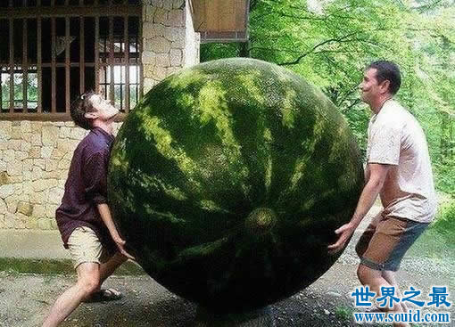 世界上最大的西瓜，重达300斤(比人还高)(www.gifqq.com)