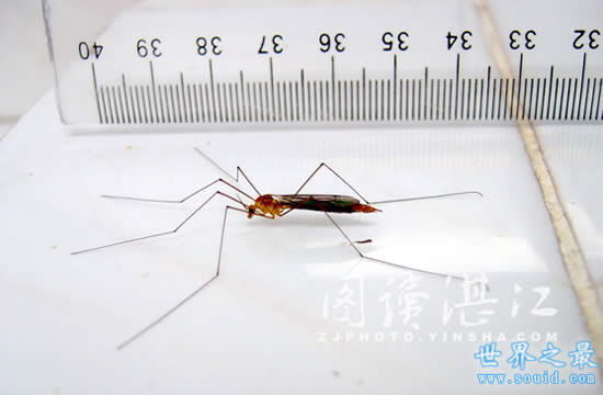 世界上最大的蚊子，华丽巨蚊(长达恐怖的0.4米)(www.gifqq.com)