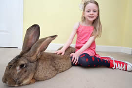 世界上最大的兔子，大流士兔子(重50斤/长1.25米)