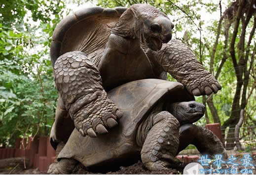 世界上最大的乌龟，加拉帕戈斯象龟(长6米/重700斤)(www.gifqq.com)
