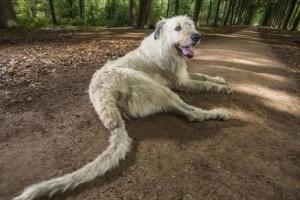 世界上尾巴最长的狗狗，爱尔兰猎狼犬(长达76厘米)