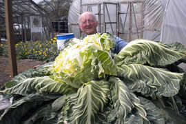 世界上最大的花菜，英国老汉种出54斤花菜