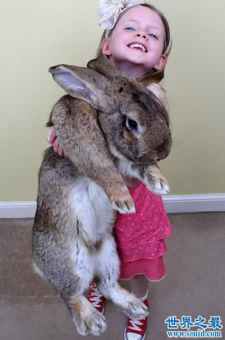 世界上最大的兔子，大流士兔子(重50斤/长1.25米)(www.gifqq.com)