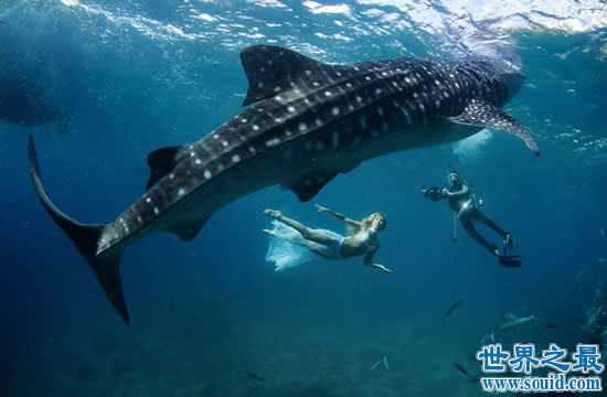 世界上最大的鱼是什么鱼，鲸鲨(长20米/重55吨)(www.gifqq.com)