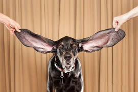 世界上耳朵最长的狗，长34.3厘米耳朵把自己绊倒