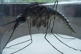 世界上最大的蚊子，华丽巨蚊(长达恐怖的0.4米)