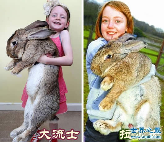 世界上最大的兔子，大流士兔子(重50斤/长1.25米)(www.gifqq.com)