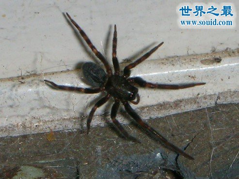世界上最毒的十大蜘蛛排名，巴西游走蛛咬一口致男子勃起数天(www.gifqq.com)