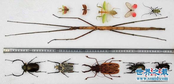 最新世界上最长的昆虫，长62.4厘米的巨型竹节虫(www.gifqq.com)