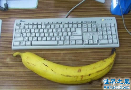 世界上最大的香蕉，重达4斤(4个人才能吃完)(www.gifqq.com)