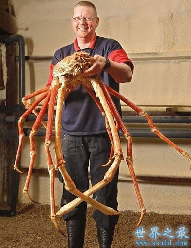 世界上最大的龙虾，长1.2米重40斤的大龙虾(图片)(www.gifqq.com)
