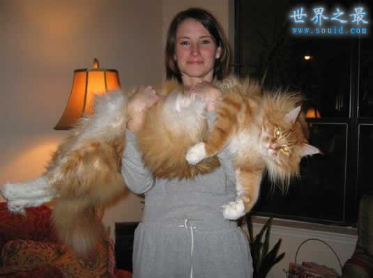 世界上尾巴最长的猫，长达45厘米(神奇的动物)(www.gifqq.com)