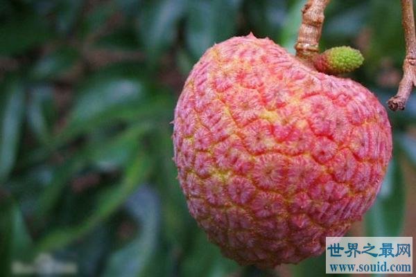 世界上最贵的水果  起价每颗1.2万(www.gifqq.com)