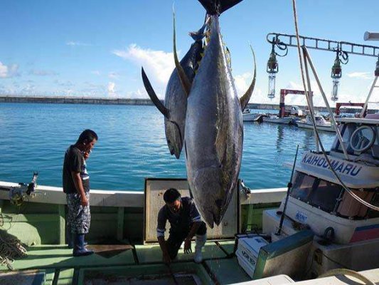 世界上最贵的金枪鱼  贫穷限制了想象(www.gifqq.com)