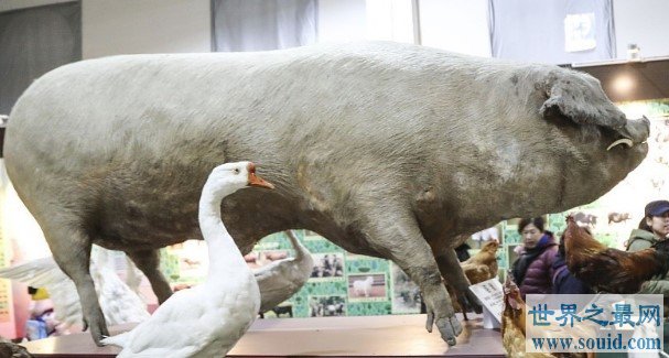 世界最大的家猪，重达910公斤(www.gifqq.com)