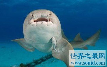 世界最疯狂的鲨鱼，边交配边互相残杀(www.gifqq.com)