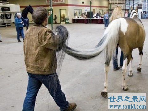 世界上尾巴最长的马，竟然长达3.81米(www.gifqq.com)