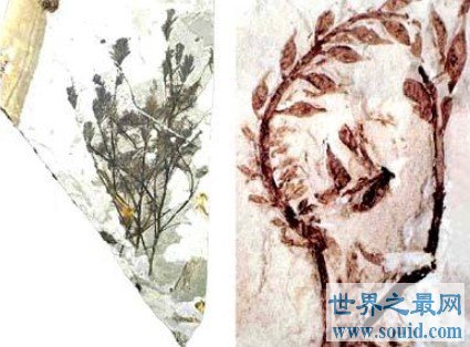 世界上最早的花朵，在1.45亿年前盛开(www.gifqq.com)