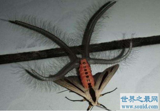世界上最可怕的昆虫，四肢触角全是毛，宛如铁钩(www.gifqq.com)