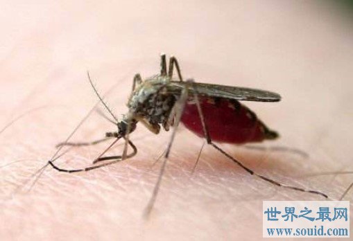 世界上第一只转基因蚊子，使它们无法传播疟疾(www.gifqq.com)