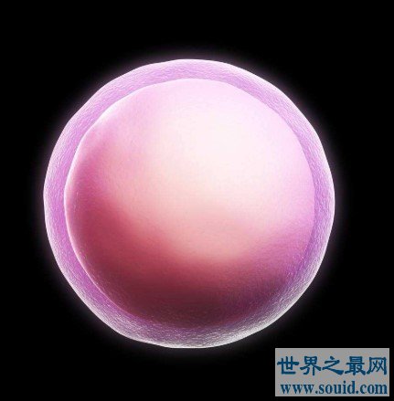 人体最大的细胞，直径足足有200微米(www.gifqq.com)