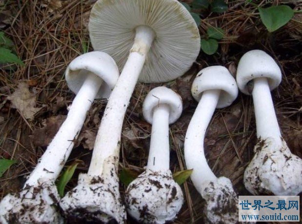 世界毒性最大最强的蘑菇，死亡天使蘑菇(www.gifqq.com)