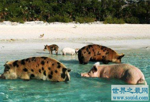 全球唯一被猪占领的岛，靠卖萌赚钱(www.gifqq.com)