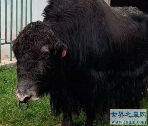 世界上首个无角牦牛，“阿什旦”牦牛在青海培育成功(www.gifqq.com)