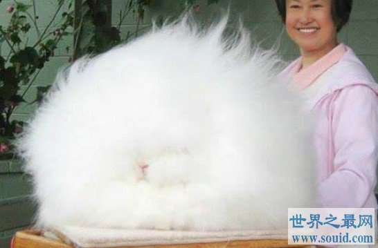 世界上毛最长的兔子，平均长度都在10cm左右