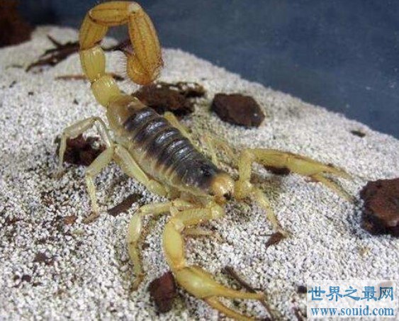 世界第一毒蝎，堪称以色列杀人蝎(www.gifqq.com)