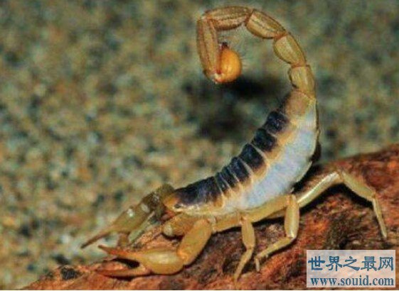 世界第一毒蝎，堪称以色列杀人蝎