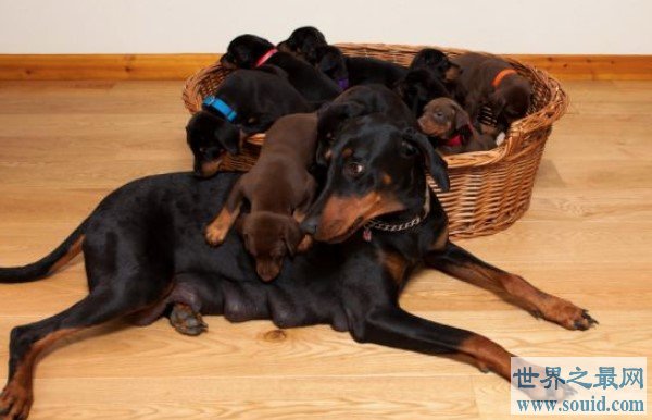 杜宾犬一胎生13只小狗，创造杜宾一胎生最多纪录