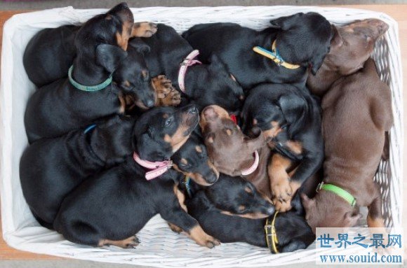 杜宾犬一胎生13只小狗，创造杜宾一胎生最多纪录(www.gifqq.com)