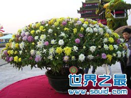 世界上最高的花卉楼(www.gifqq.com)