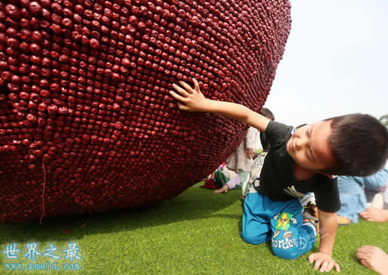 世界上最大的枣子，高达4.6米天下第一枣(www.gifqq.com)