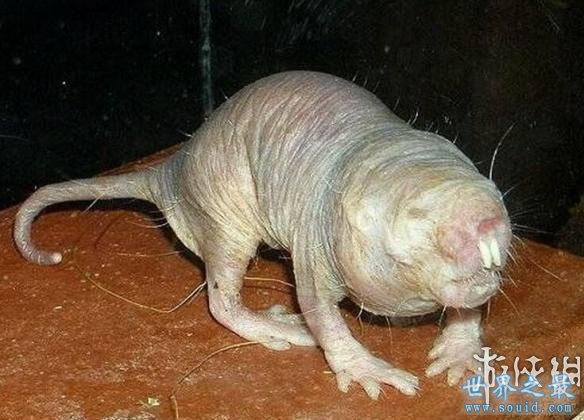 世界上最丑陋的12种动物，已经丑哭了(组图)(www.gifqq.com)