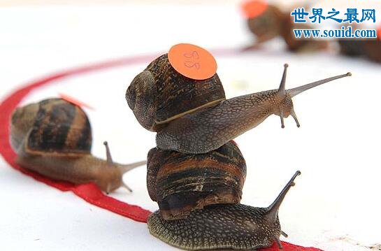 世界上最奇葩的动物比赛，蜗牛赛跑最受欢迎(www.gifqq.com)