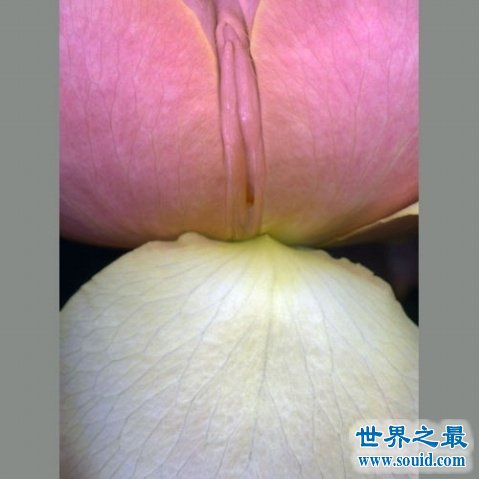 世界上最像女性生殖器的花，令人脸红的女人花(www.gifqq.com)