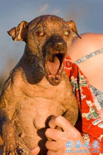 世界上最丑的狗，卡西莫多天生没有脖子(丑的恶心)(www.gifqq.com)