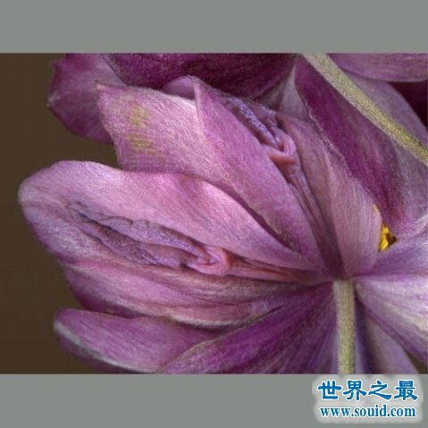 世界上最像女性生殖器的花，令人脸红的女人花(www.gifqq.com)